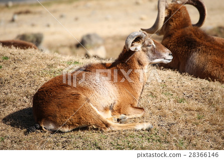 歐洲盤羊 歐洲盤羊 28366146