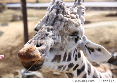 Reticulated giraffe Reticulated giraffe 28366147