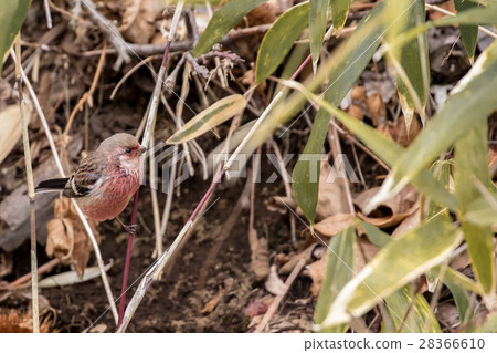 長尾雀 長尾雀 28366610