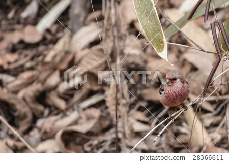 長尾雀 長尾雀 28366611