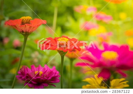 The background image of the colorful flowers The background image of the colorful flowers 28367122