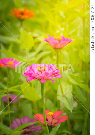 The background image of the colorful flowers 28367123