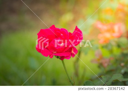 The background image of the colorful flowers 28367142