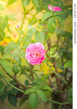 The background image of the colorful flowers 28367143
