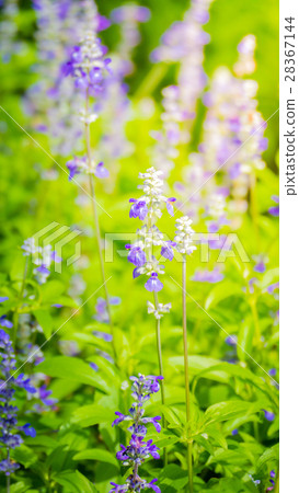 The background image of the colorful flowers The background image of the colorful flowers 28367144