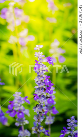 The background image of the colorful flowers The background image of the colorful flowers 28367145