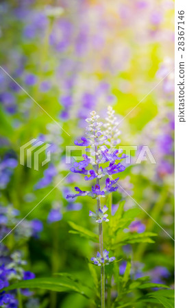 The background image of the colorful flowers The background image of the colorful flowers 28367146