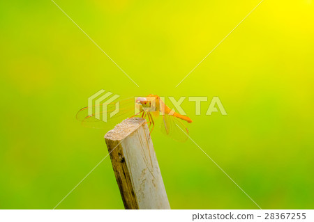 dragonfly outdoor on wet morning dragonfly outdoor on wet morning 28367255