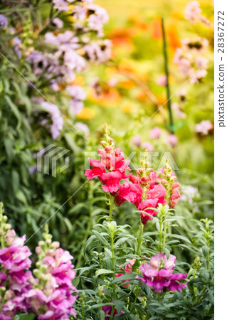 The background image of the colorful flowers 28367272