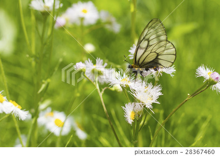 烏蘇巴族 28367460