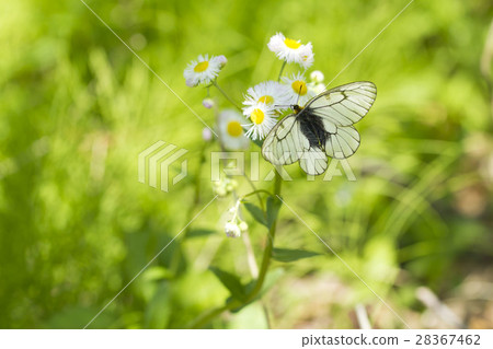 烏蘇巴族 烏蘇巴族 28367462