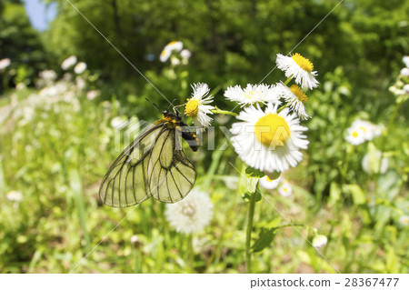 烏蘇巴族 28367477