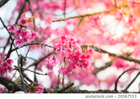 Sakura flowers blooming blossom in Chiang Mai. 28367553