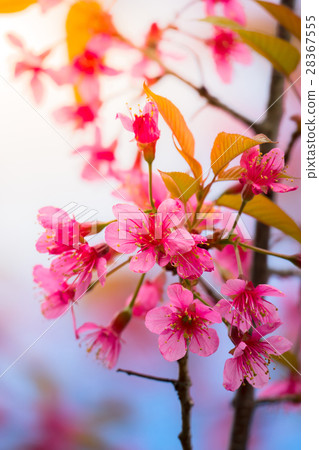 Sakura flowers blooming blossom in Chiang Mai. 28367555