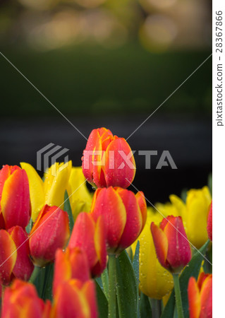 Tulip. Beautiful bouquet of tulips. Tulip. Beautiful bouquet of tulips. 28367866