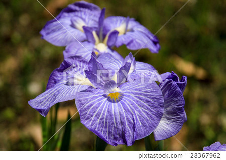 Iris 28367962