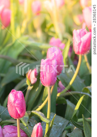 Tulip. Beautiful bouquet of tulips. Tulip. Beautiful bouquet of tulips. 28368145