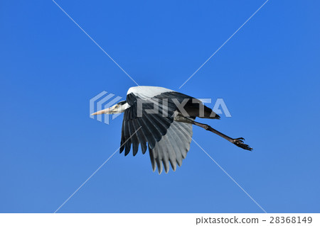 山楂的飛行 山楂的飛行 28368149