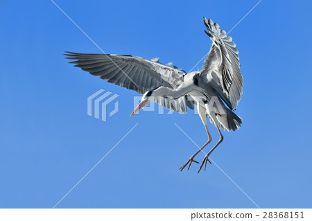 Flight of the Hawthorn 28368151