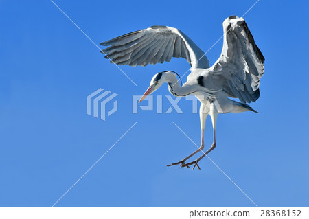 山楂的飛行 山楂的飛行 28368152