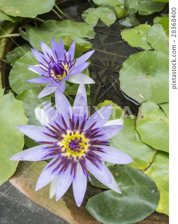 Purple water lily Purple water lily 28368400
