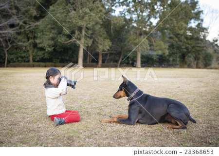 A girl taking a picture of Doberman A girl taking a picture of Doberman 28368653
