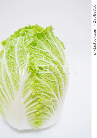 中國的白菜 中國的白菜 28368710