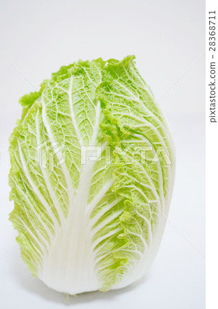Cabbage Cabbage 28368711