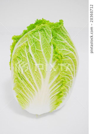 中國的白菜 中國的白菜 28368712