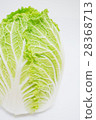 中國的白菜 28368713