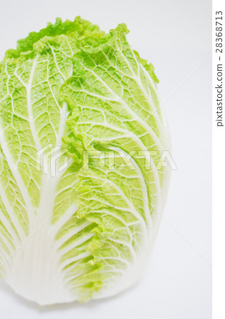 中國的白菜 中國的白菜 28368713