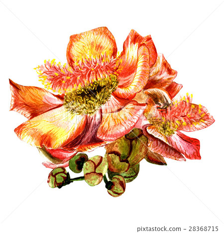 Tropical Hawaii leaves and flowers in a watercolor Tropical Hawaii leaves and flowers in a watercolor 28368715