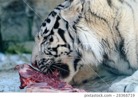 Siberian tiger eating 28368719