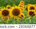 向日葵向日葵向日葵 28368877