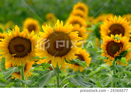 向日葵向日葵向日葵 向日葵向日葵向日葵 28368877