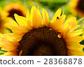 向日葵向日葵向日葵 28368878