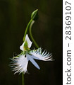 處女草 28369107