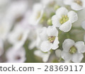  白花 28369117