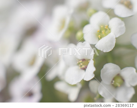 白花 白花 28369117