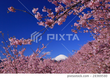 富士裹著櫻桃波 富士裹著櫻桃波 28369580