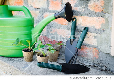 Strawberry Plants With Gardening Tools. 28369627