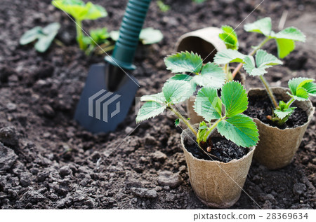 Strawberry Plants With Gardening Tools. Strawberry Plants With Gardening Tools. 28369634