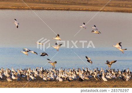 Swarm of Snow Geese 28370297