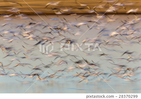 Swarm of Snow Geese 28370299