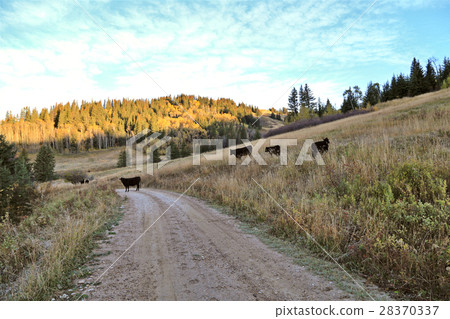Autumn Colors Cypress Hills Canada Autumn Colors Cypress Hills Canada 28370337