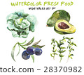 Watercolor vegetables isolated on white 28370982