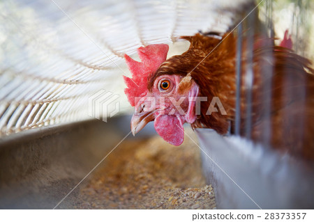 chicken in a cage 28373357
