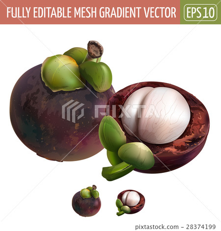 Mangosteen on white background. Vector Mangosteen on white background. Vector 28374199