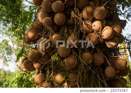 Couroupita guianensis more than 40 year Couroupita guianensis more than 40 year 28374367