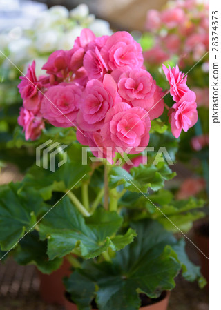 beautiful numerous bright flowers of pink tuberous beautiful numerous bright flowers of pink tuberous 28374373
